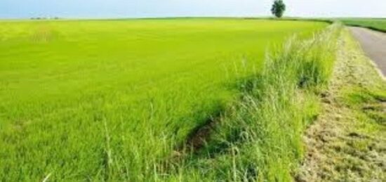 Terrain à bâtir à Alénya, Occitanie