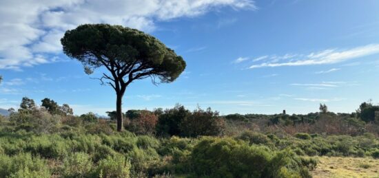 Terrain à bâtir à Puget-sur-Argens, Provence-Alpes-Côte d'Azur